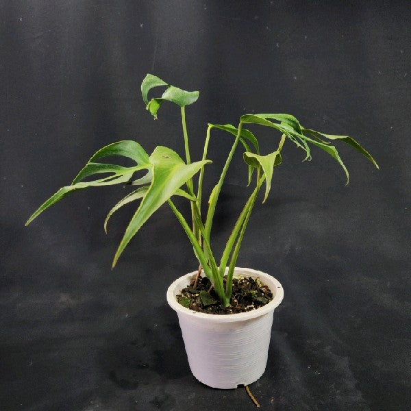 Monstera Burle Marx Flame XL