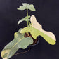 Philodendron bipennifolium variegated