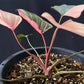 Homalomena rubescens Pink Diamond