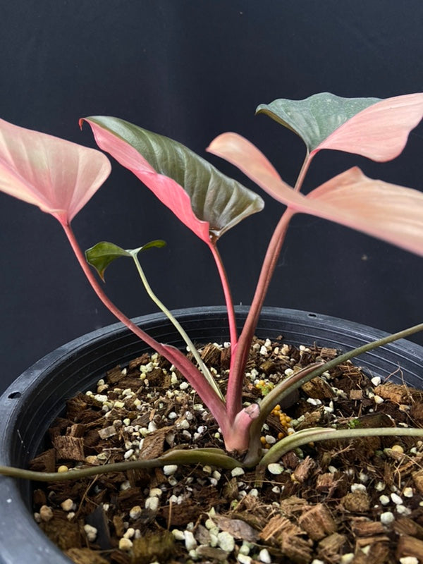 Homalomena rubescens Pink Diamond