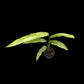 Monstera obliqua Tiwinza Narrow