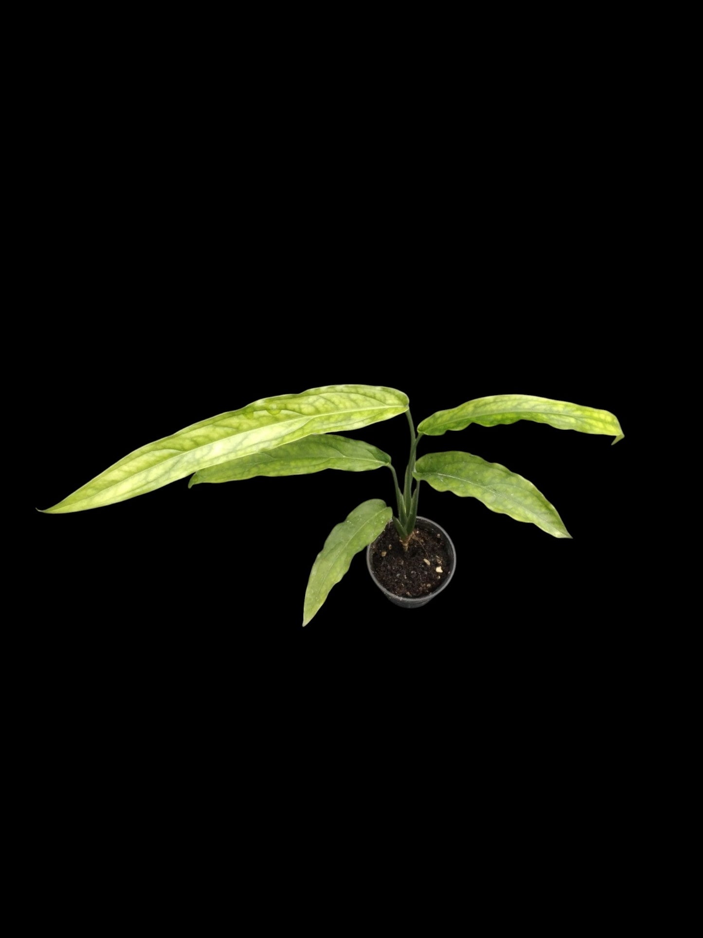 Monstera obliqua Tiwinza Narrow