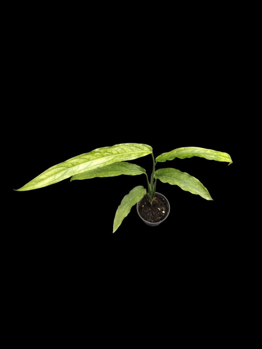 Monstera obliqua Tiwinza Narrow