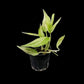 Amydrium zippelianum variegated (S)