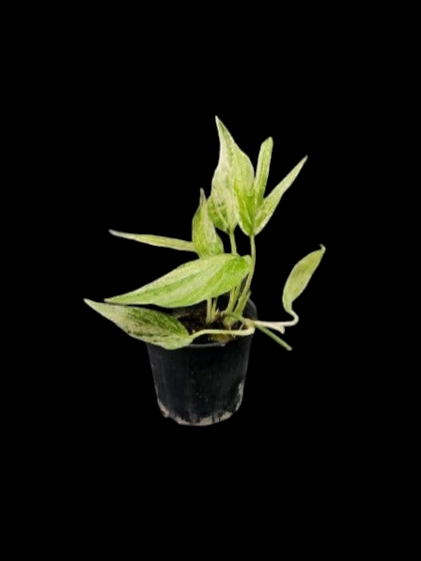 Amydrium zippelianum variegated (S)