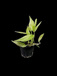Amydrium zippelianum variegated (S) – Amazon Garden Thailand