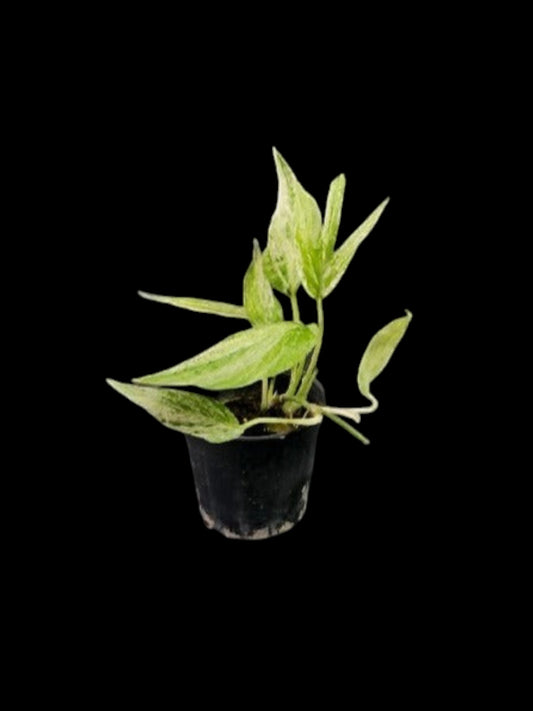Amydrium zippelianum variegated (S)