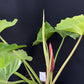 Philodendron Snowdrift