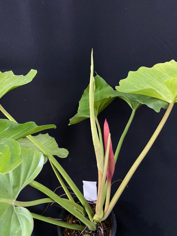 Philodendron Snowdrift