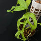 Monstera obliqua fillamentous (small)