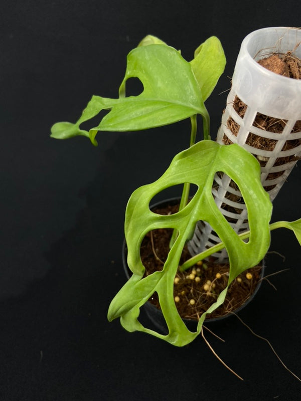 Monstera obliqua fillamentous (small)
