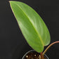 Philodendron Lincoln Park Zoo