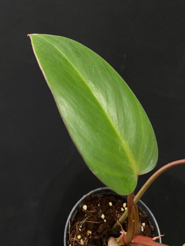 Philodendron Lincoln Park Zoo