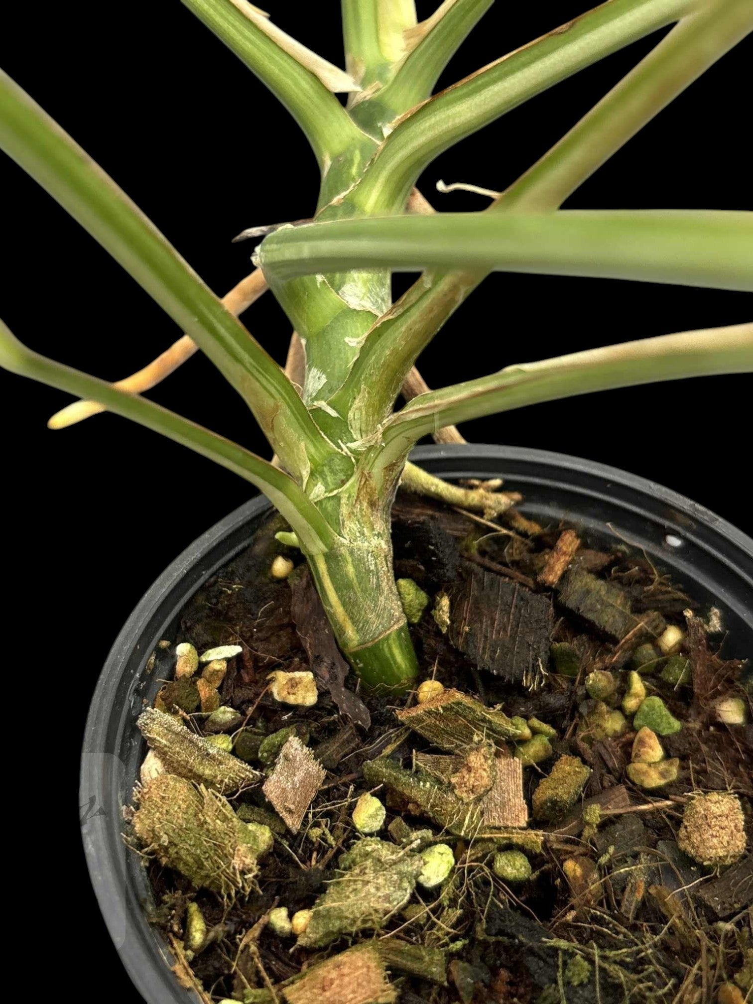 Rhaphidophora megasperma variagated – Amazon Garden Thailand