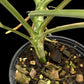 Rhaphidophora megasperma variagated