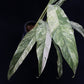 Rhaphidophora megasperma variagated