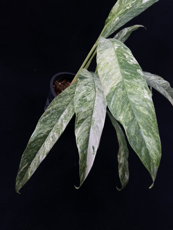 Rhaphidophora megasperma variagated