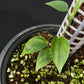 Monstera alfaroi