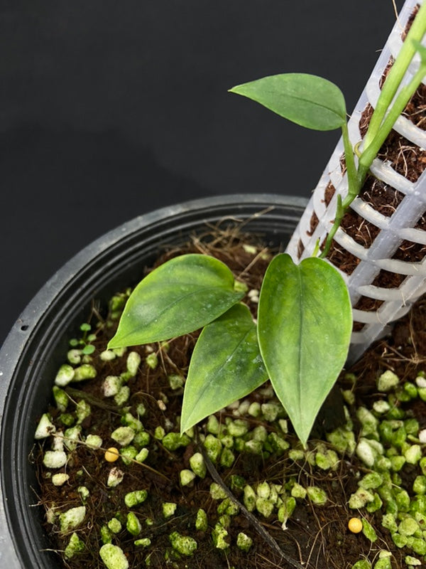 Monstera alfaroi
