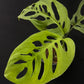 Monstera esqueleto