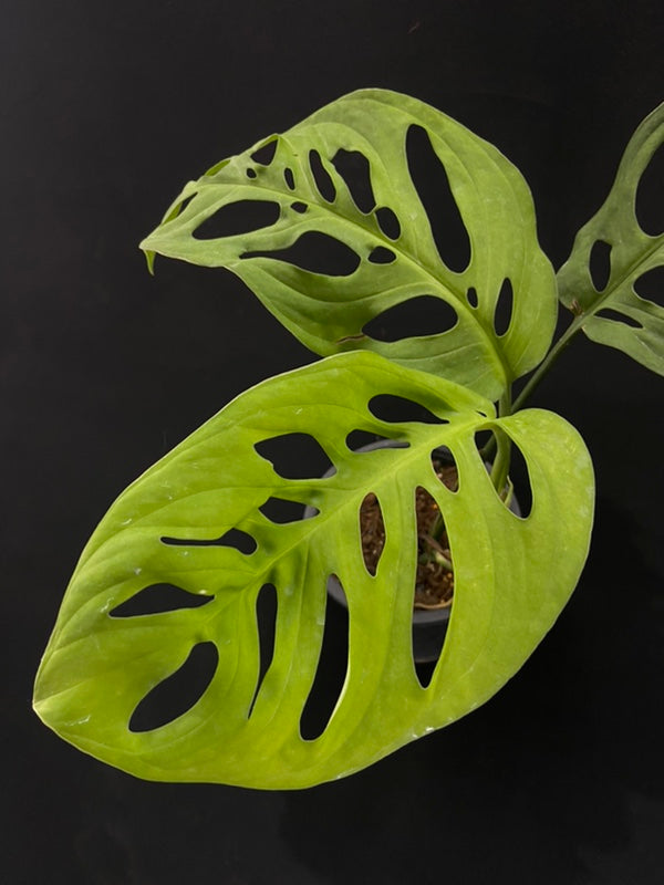 Monstera esqueleto