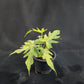 Philodendron radiatum variegated