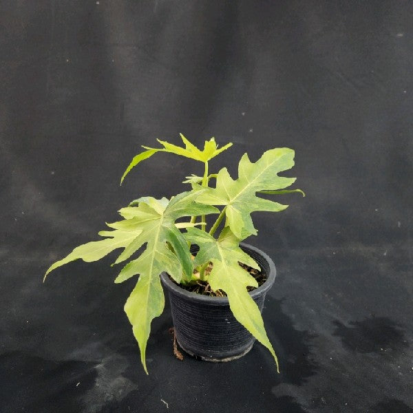 Philodendron radiatum variegated