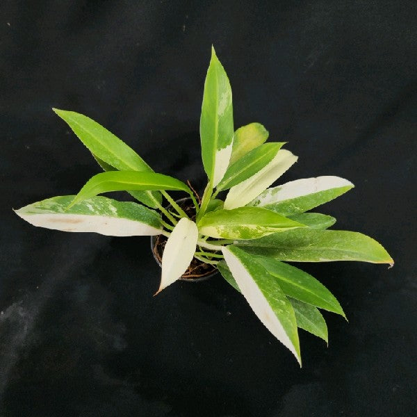Philodendron Wende-imbe variegated