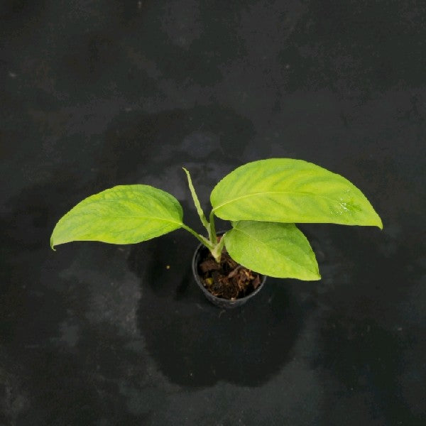 Monstera adansonii Block