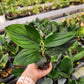 Scindapsus Treubii Dark Form