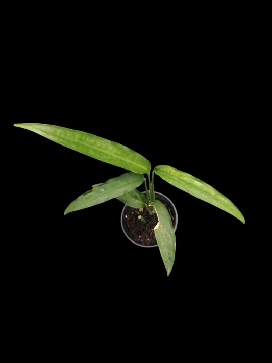 Monstera obliqua Yasuni (S)