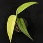 Monstera croatii