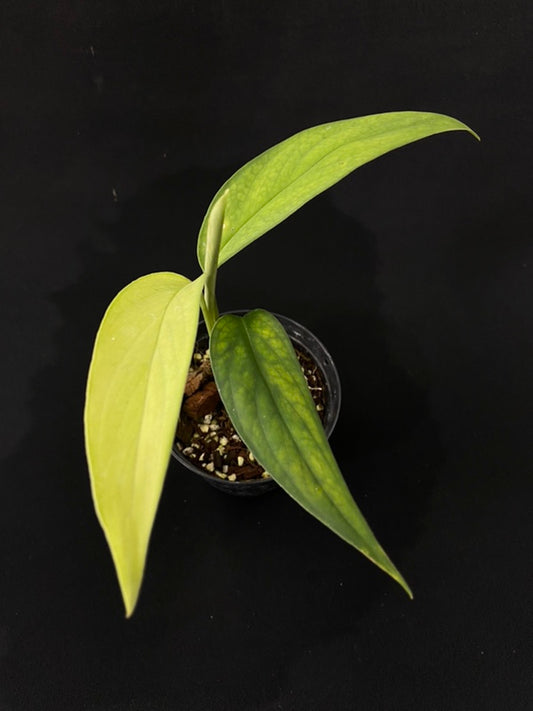 Monstera croatii