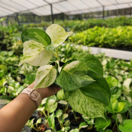 Epipremnum aureum Manjula