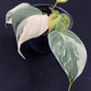 Philodendron Micans variegated