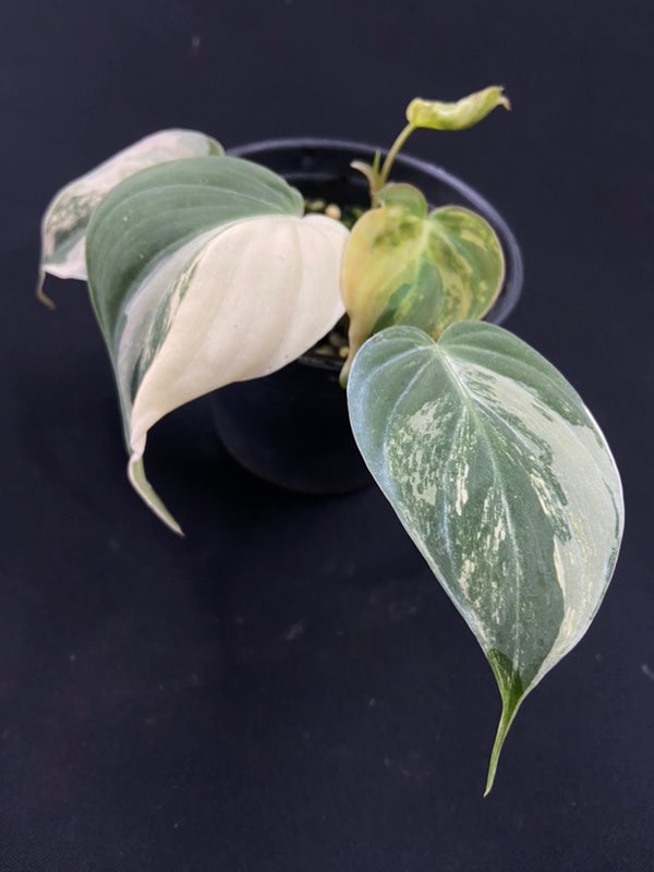 Philodendron Micans variegated