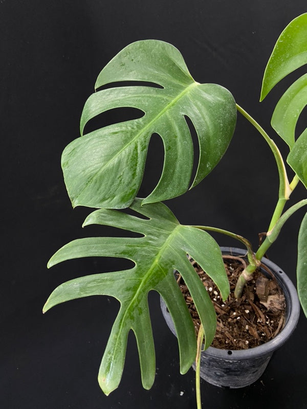 Monstera deliciosa var sierrana Hawaii