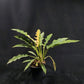 Philodendron Ring of Fire