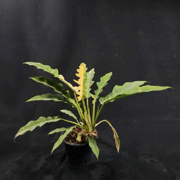 Philodendron Ring of Fire