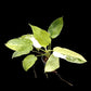 Philodendron Jose Buono