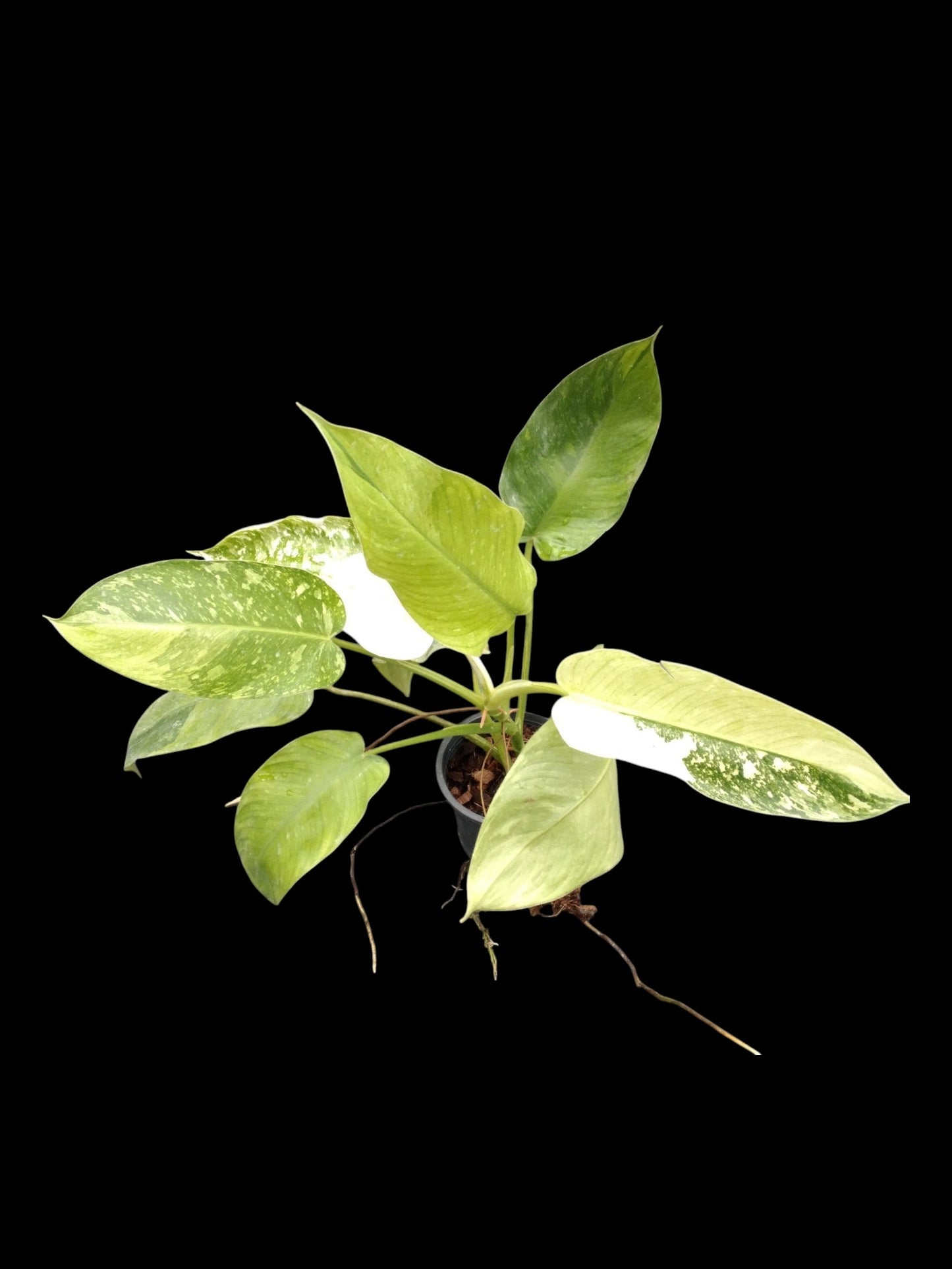 Philodendron Jose Buono