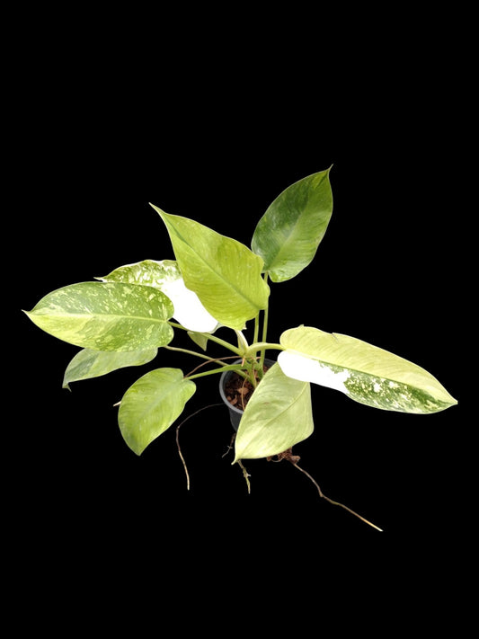 Philodendron Jose Buono