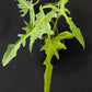 Philodendron Golden Dragon Narrow Form