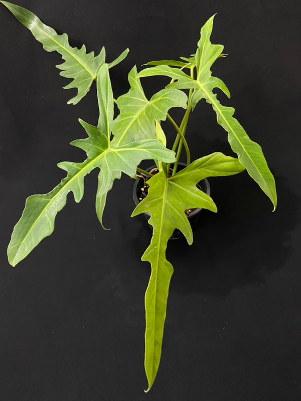 Philodendron Golden Dragon Narrow Form