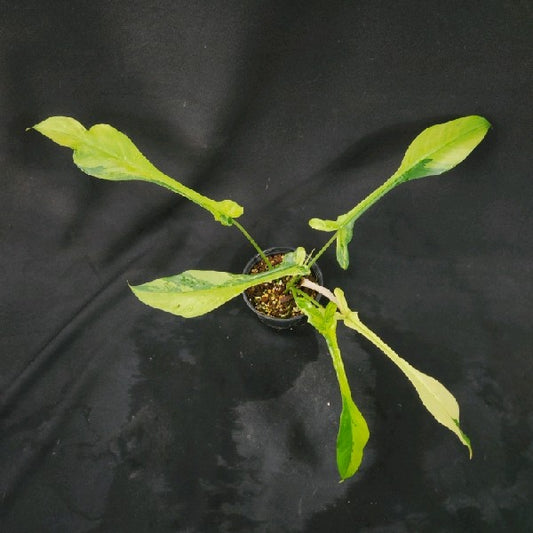 Philodendron joepii aurea