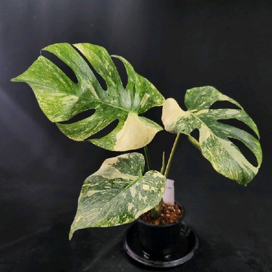 Monstera Thai Constellation Platinum