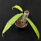 Monstera obliqua Tiwinza Narrow
