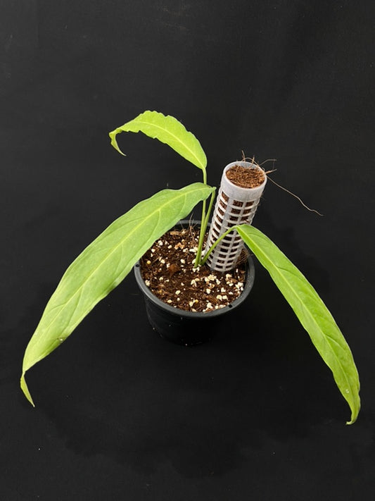 Monstera obliqua Tiwinza Narrow