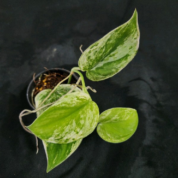 Scindapsus Silver Night King