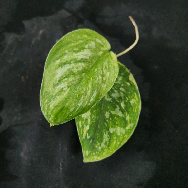 Scindapsus Baticon
